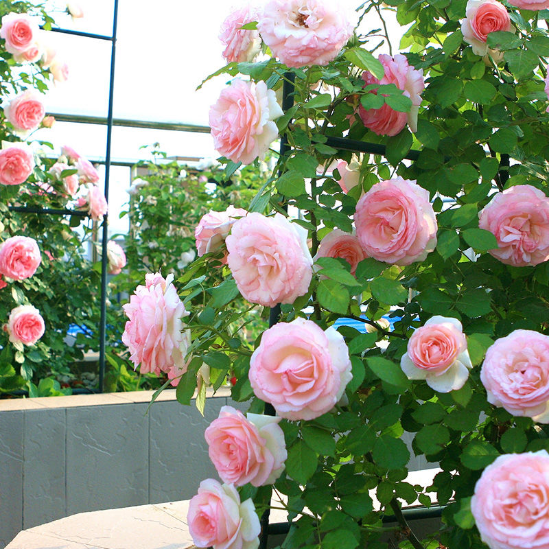 嫂子到日本旅游,把富士山的照片发朋友圈,亲戚