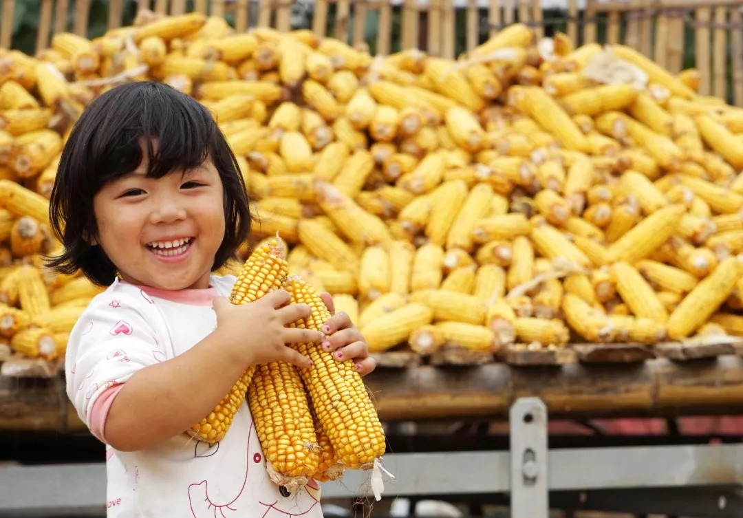 今日丰收节,致敬劳动,感恩大地! 今日丰收节,致敬劳动,感恩大地!