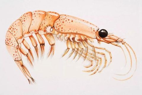 吃货眼中的磷虾,世上最干净的美食