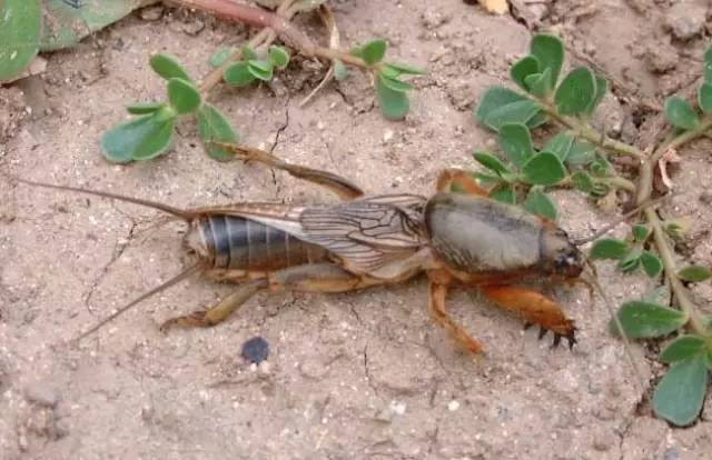 这些是害虫!这些是害虫!教你简单大招灭了它! 这些是害虫!这些是害虫!教你简单大招灭了它!