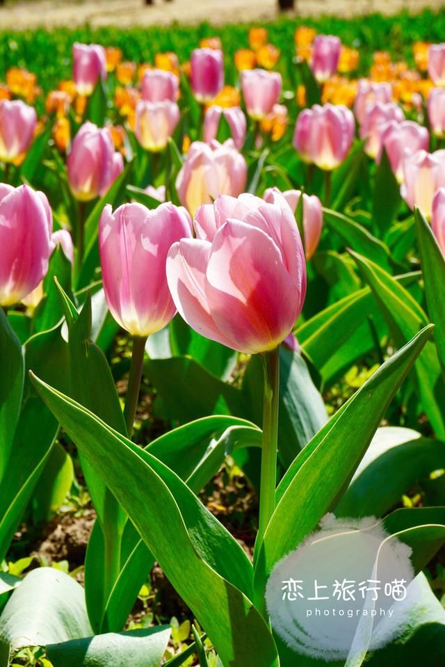 春去春又回来!地铁西郊线开通告别拥堵,今日北