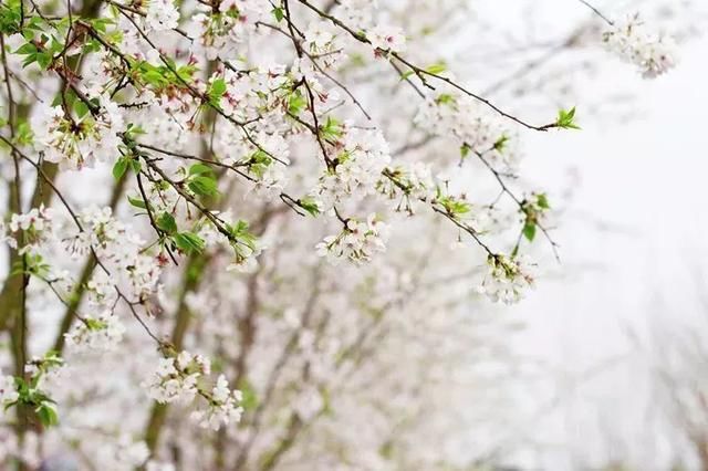 樱花满开的季节,来眉山追一场浪漫樱吹雪~(内