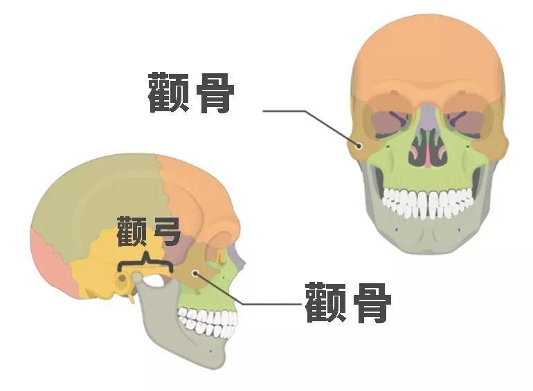 颧骨ct解剖图谱-千图网