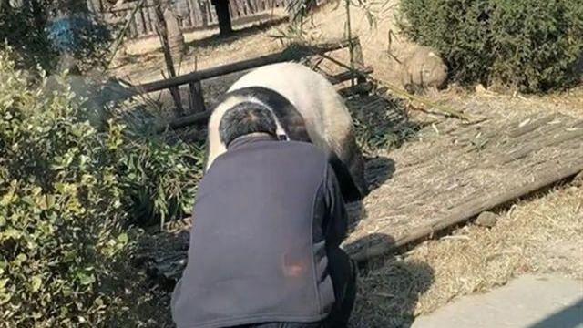 男子私闯护栏骚扰大熊猫 已被警方带走 男子私闯护栏骚扰大熊猫 已被警方带走