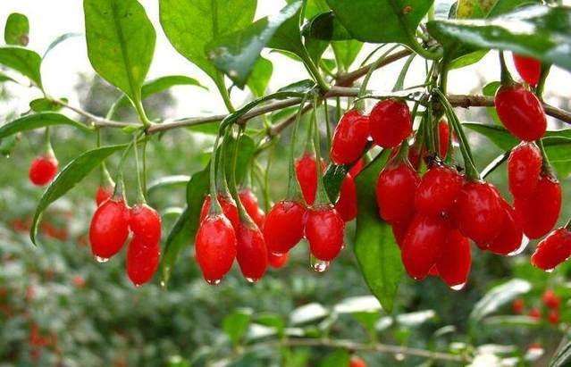 卵巢是女人的根, 女性几岁绝经算正常? 一般在