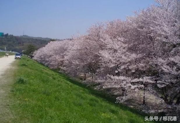 YMG资讯-日本2018年樱花开放时间预测,你准备