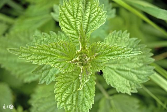 在农村人人讨厌的一种野草,被称为百草之王,