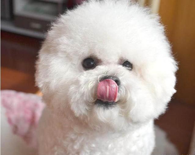 比熊身上烂了一块到底是什么原因?