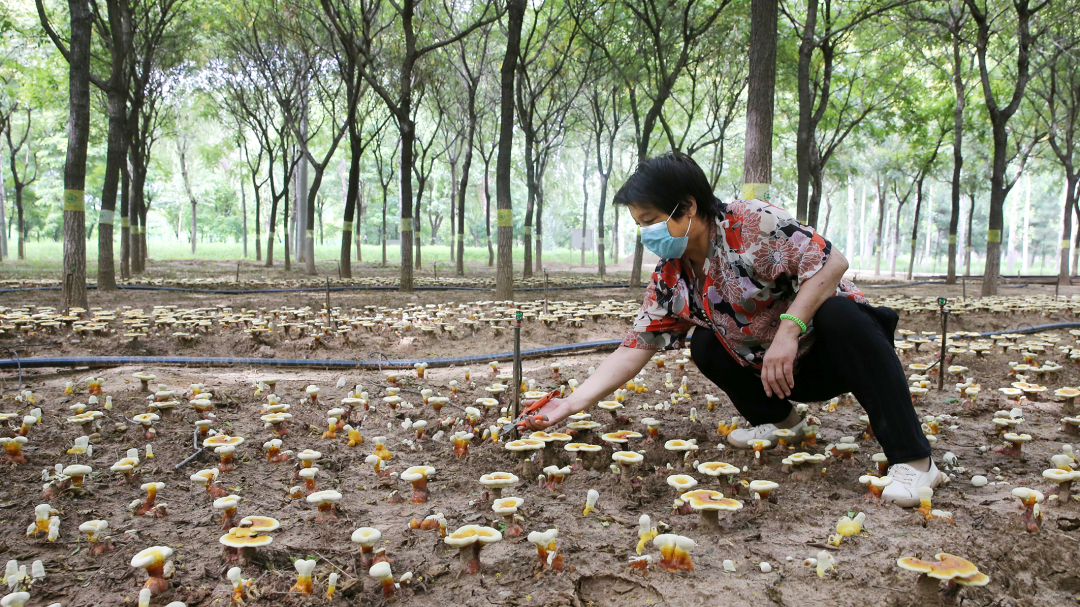 10万余棒林下灵芝在龙湾屯镇成功培育