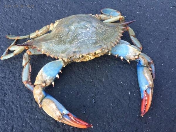 马里兰蓝蟹