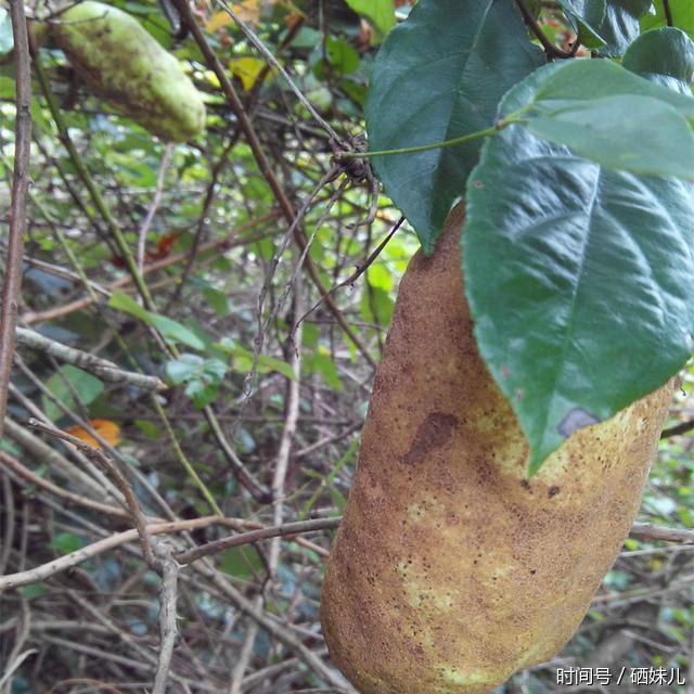 硒妹儿:探寻魅力乡村之中国古代皇室贡品八月