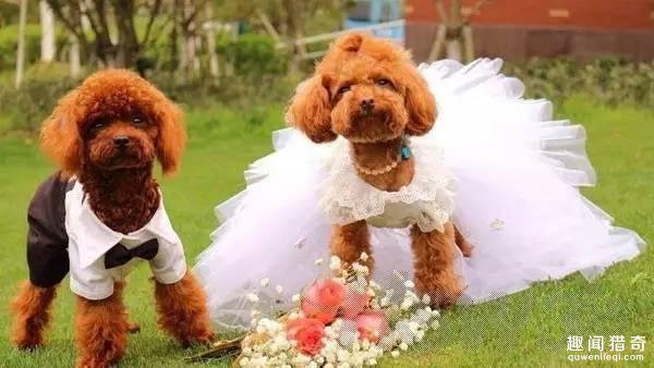 “单身狗”是一个网络俚语，特指没有恋爱对象或者没有结婚的人，与“光棍”近义。