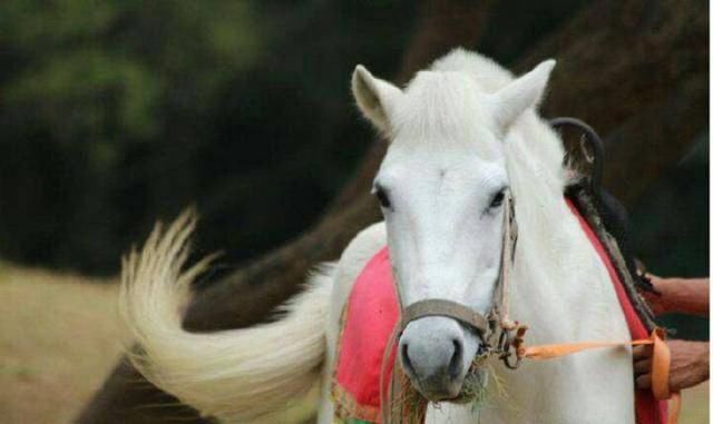 《西游记》师徒5人现状,1人走穴赚钱,1人身价百亿,他让人惋惜