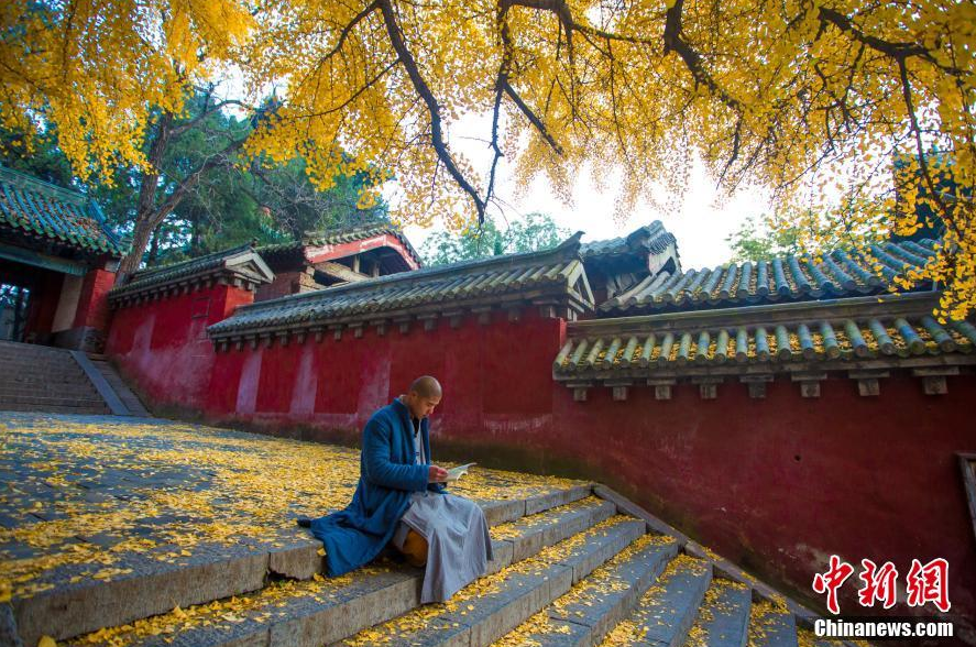 少林寺千年银杏金叶满地 禅意愈浓