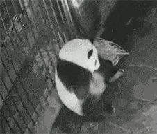 蠢萌熊猫合辑萌萌哒国宝，萌出你一脸血~