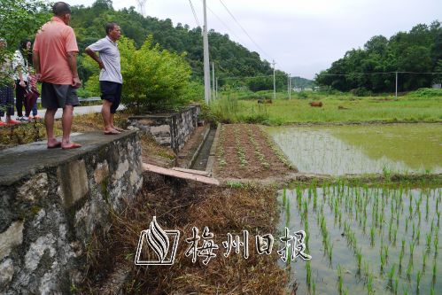 8月1日上午,记者来到兴宁市新圩镇茶星村了解情况.