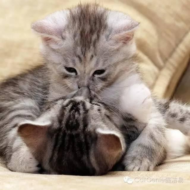 猫洁易:喵星人睡觉为什么会抽搐?