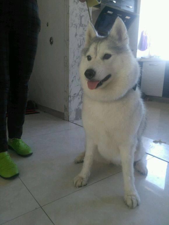 要想二哈长胖,就得这么喂它,每天多吃点这些东西