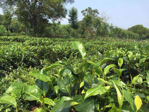 英红九号茶叶多少钱一斤-英红九号红茶英德特