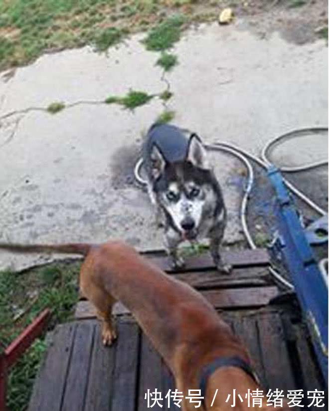 和女朋友吵架后扔下二哈就走了,没过两天,男子