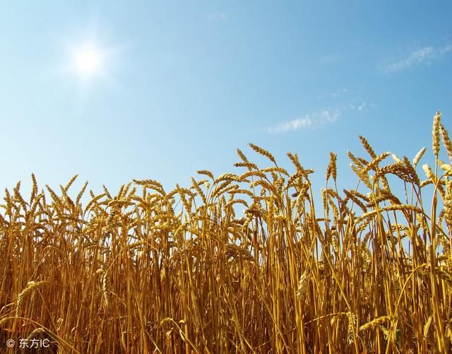 今天小麦价格多少钱一斤?8月22各地最新收购