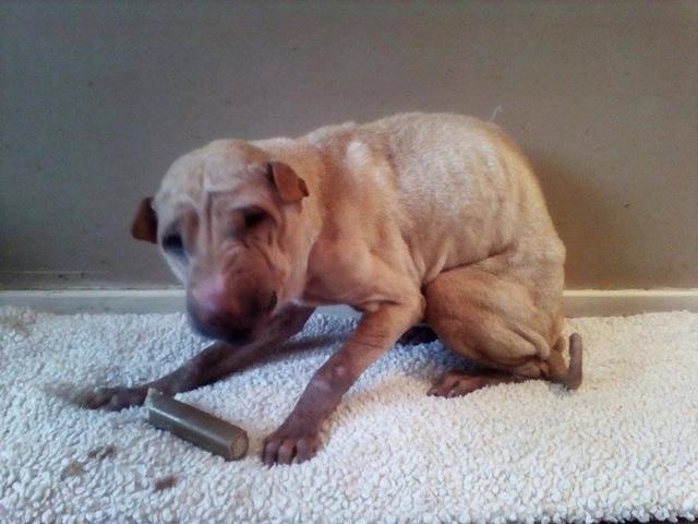 在过去的5年时间里，苏格兰一个专门的慈善机构里的志愿者们，会救援那些被主人们虐待的宠物沙皮狗，这些可怜的宠物们的皮肤、眼睛和耳朵都会出现很多健康问题。