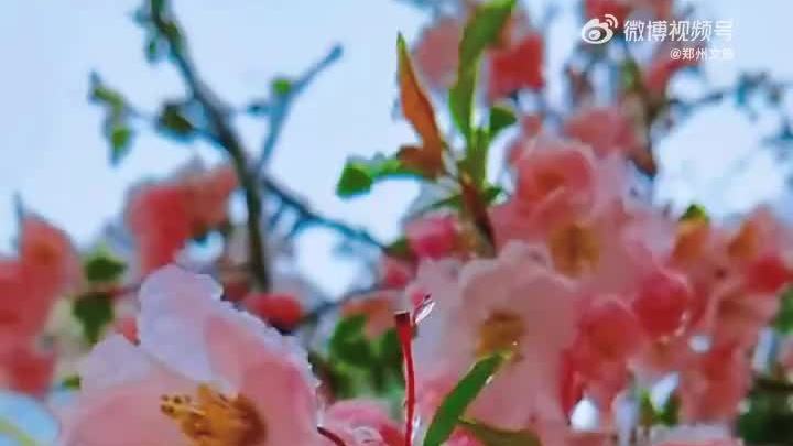 洛阳下起“桃花雪”！当雪花与桃花相遇，才是真正的“雪花”啊！