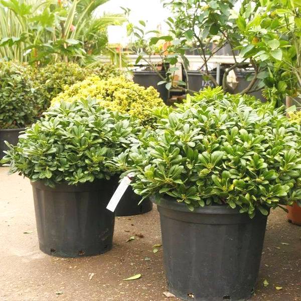 适合盆栽养护的观赏树,养在室内也没有关系