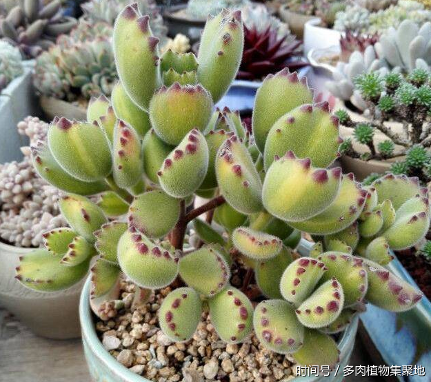 西瓜皮也能做多肉的肥料?用上后花卉长得快,也