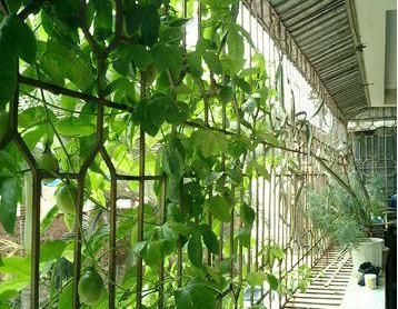 分分钟教你,天天可以吃到百香果