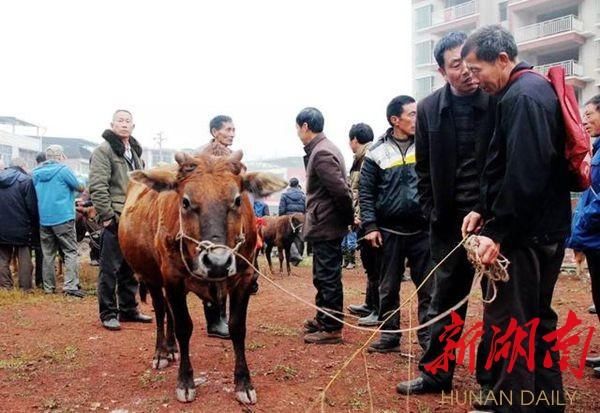 2018衡南乡村生态旅游春季赏花节暨泉湖二月