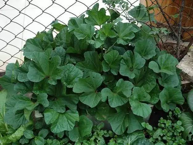 这些古代常吃的食物如今很少吃了…… 这些古代常吃的食物如今很少吃了……