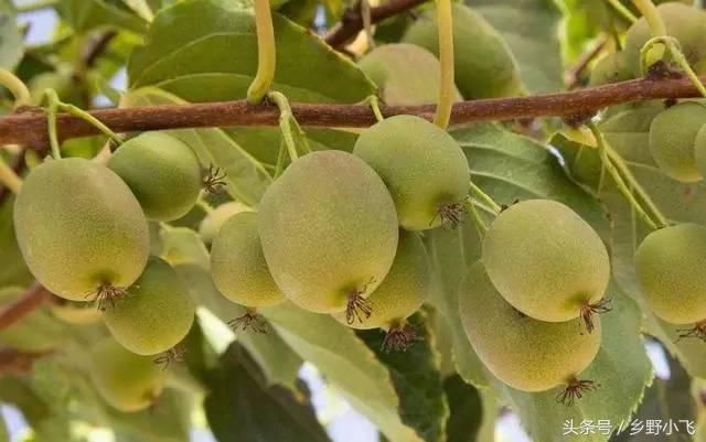 比较少见的水果,口感独特营养价值高,种一亩利