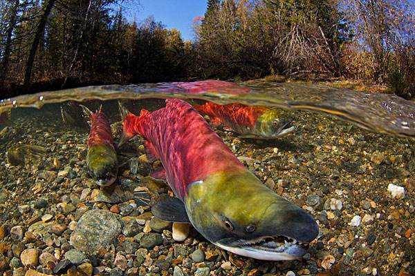 男子钓到罕见全身通红怪鱼,父亲看到后却要求立马放掉.