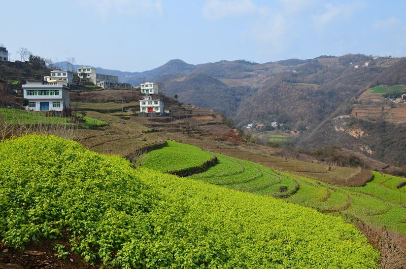 陕南乡村早春油菜花已悄然绽放