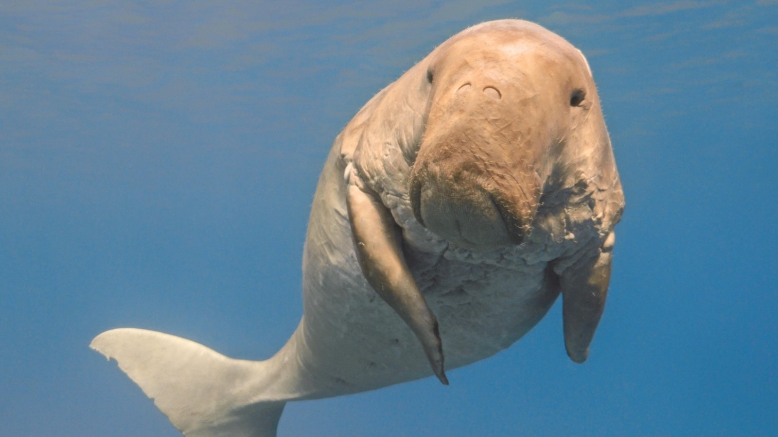 “美人鱼”原型儒艮在中国已功能性灭绝 没有行动灭绝还会继续 “美人鱼”原型儒艮在中国已功能性灭绝 没有行动灭绝还会继续