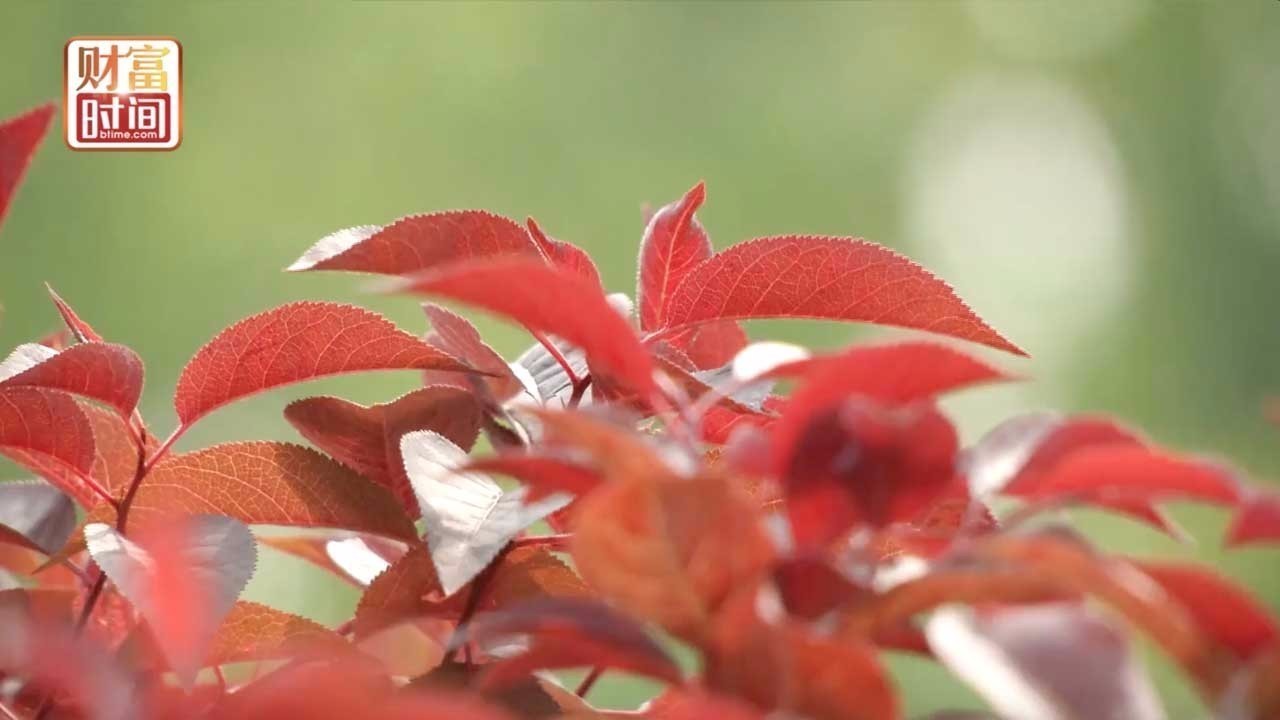 超级假期将至,不出北京市区畅游花海打卡热门景点 超级假期将至,不出北京市区畅游花海打卡热门景点