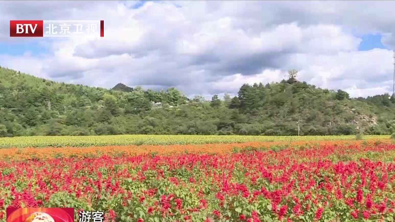 四季花海八月飘香  姹紫嫣红喜迎客来