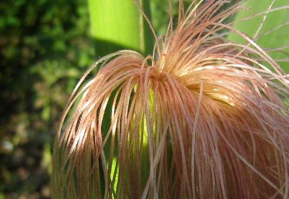 喝玉米须泡水真的可以降血糖吗?