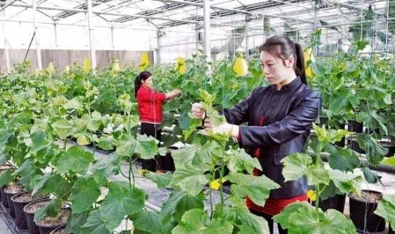 办合作社和办家庭农场到底哪个好?(附申报流程