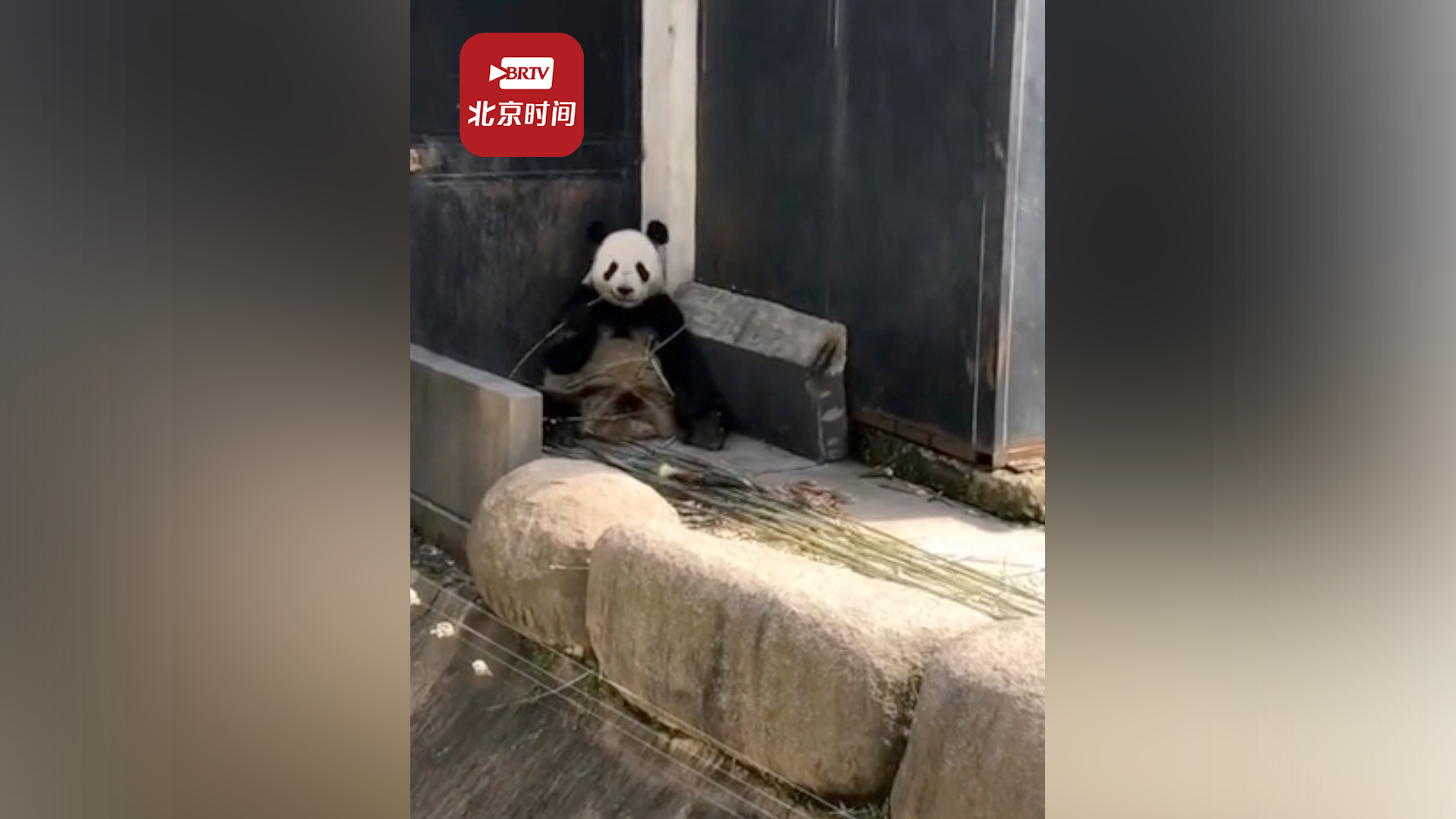 景区通报游客私自投喂熊猫无安保制止：管理员在帮游客捡手机，经检查熊猫身体无异常