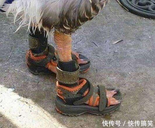 1岁宝宝光脚不穿鞋, 妈妈给他鹅宝宝穿完鞋后