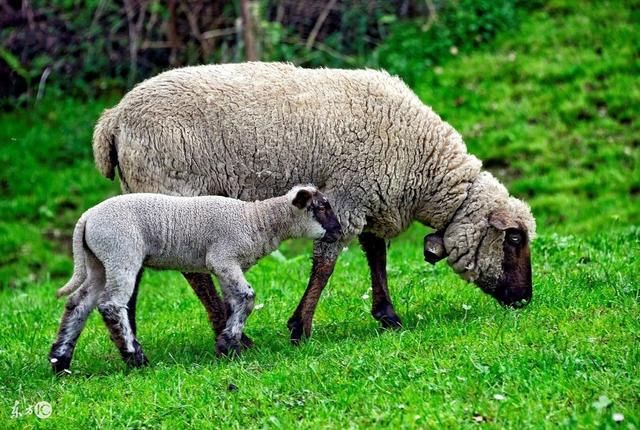 属羊人一生不缺贵人相助,今后腰缠万贯,定能前