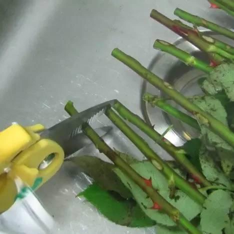 月季枝条快速生根的水培方法，移栽土里要怎么处理