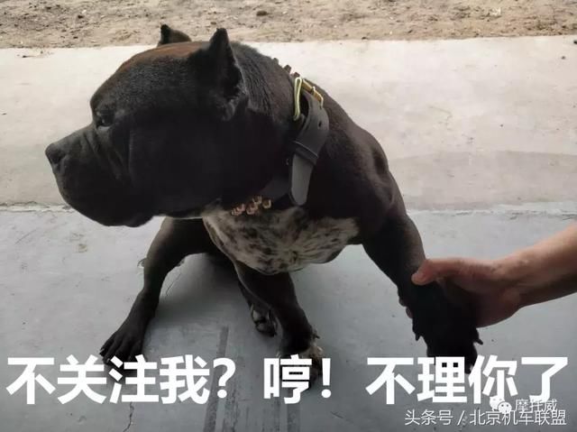 复古摩托:国内能买到复古车简介一