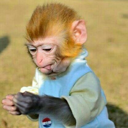 猴子智商高,为什么不能像狗一样当宠物养?最后