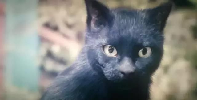 猫妖传,这部电影是陈凯歌对大唐的一场意淫