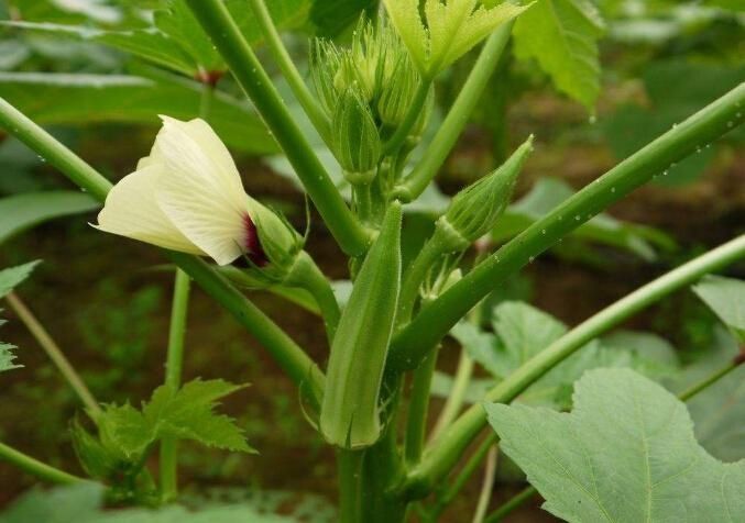 农村致富新项目新点子,2017农村创业的三大赚