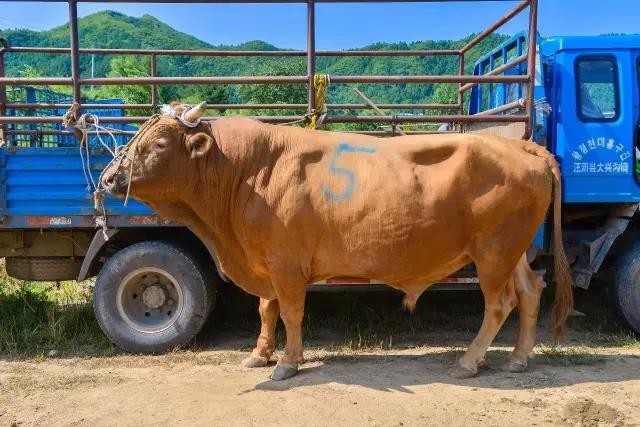 图们江畔牤牛争霸 斗牛场内押宝得奖
