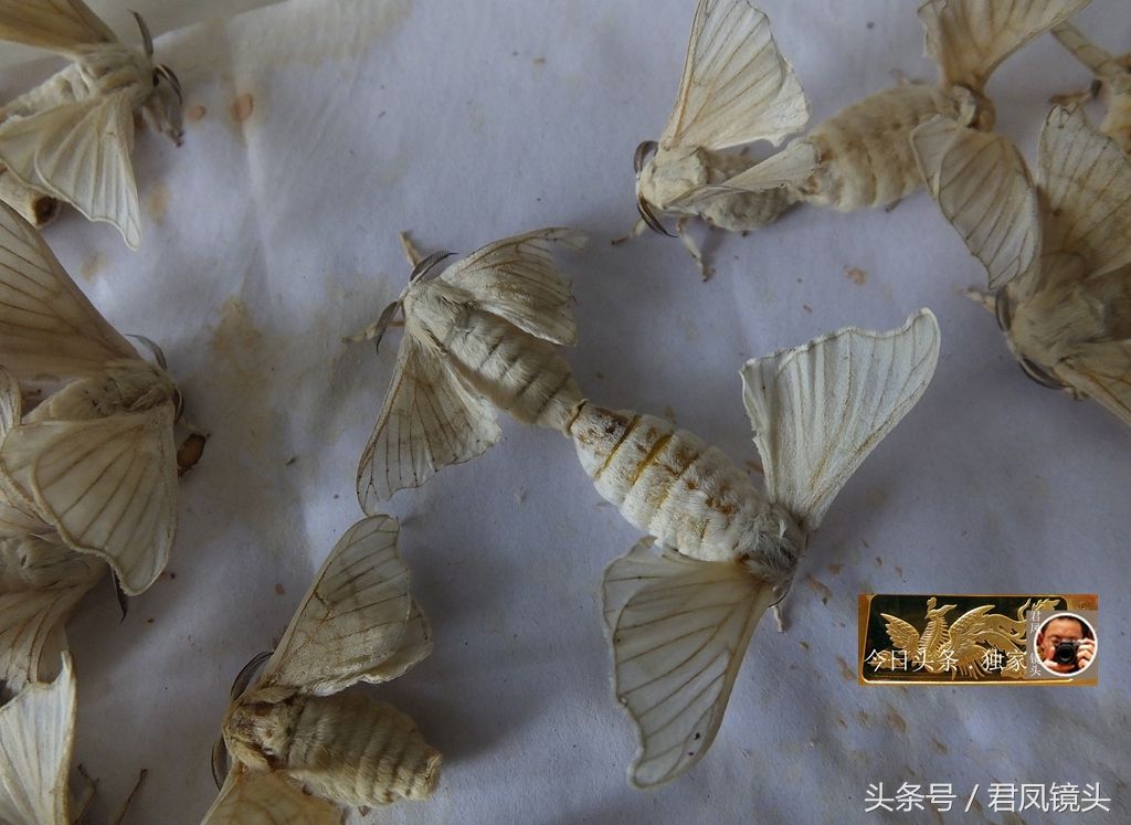 雌雄蚕蛾,蚕蛾雌雄分辨 - 伤感说说吧